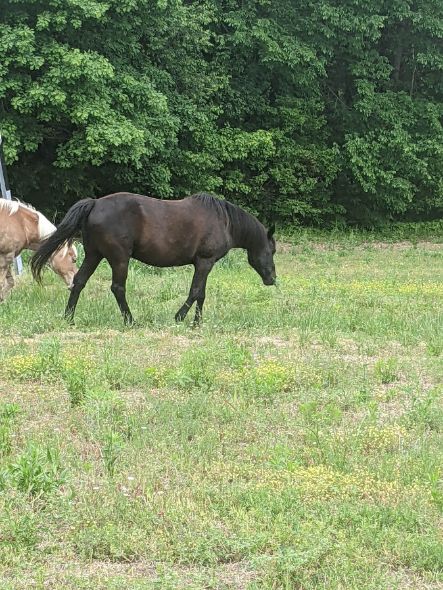 Horse Boarding