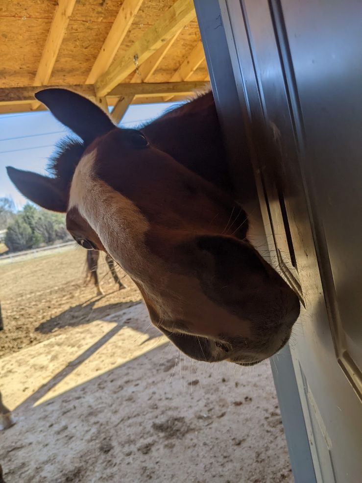 Horse Boarding