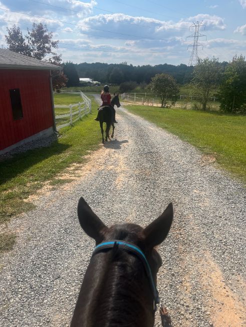 Horse Boarding
