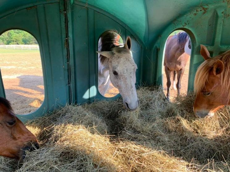 Horse Boarding