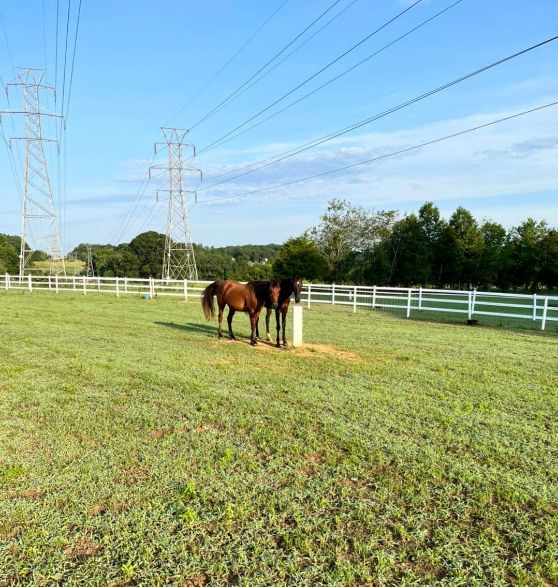 Horse Boarding